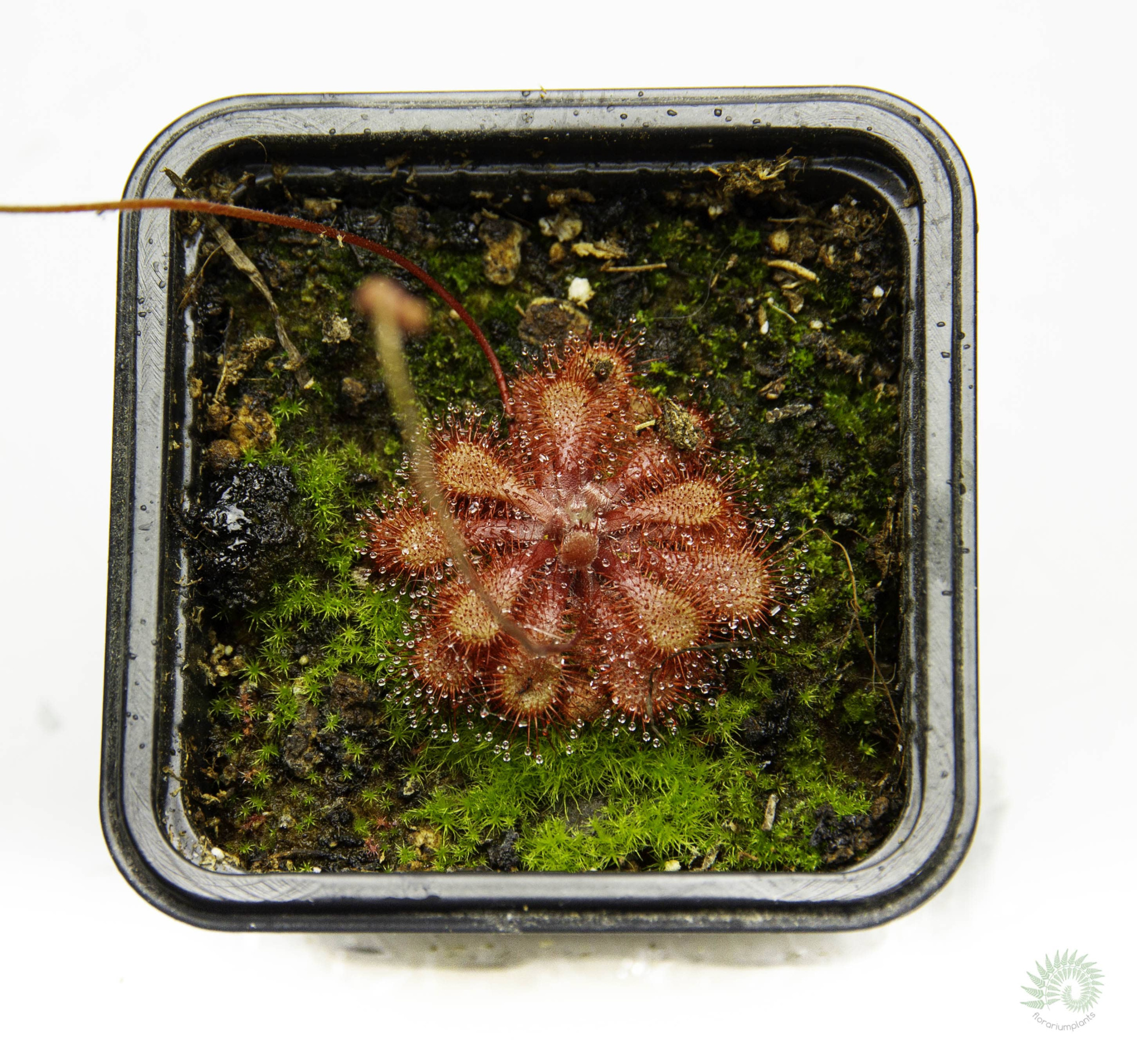 Drosera spatulata D5, взрослое растение