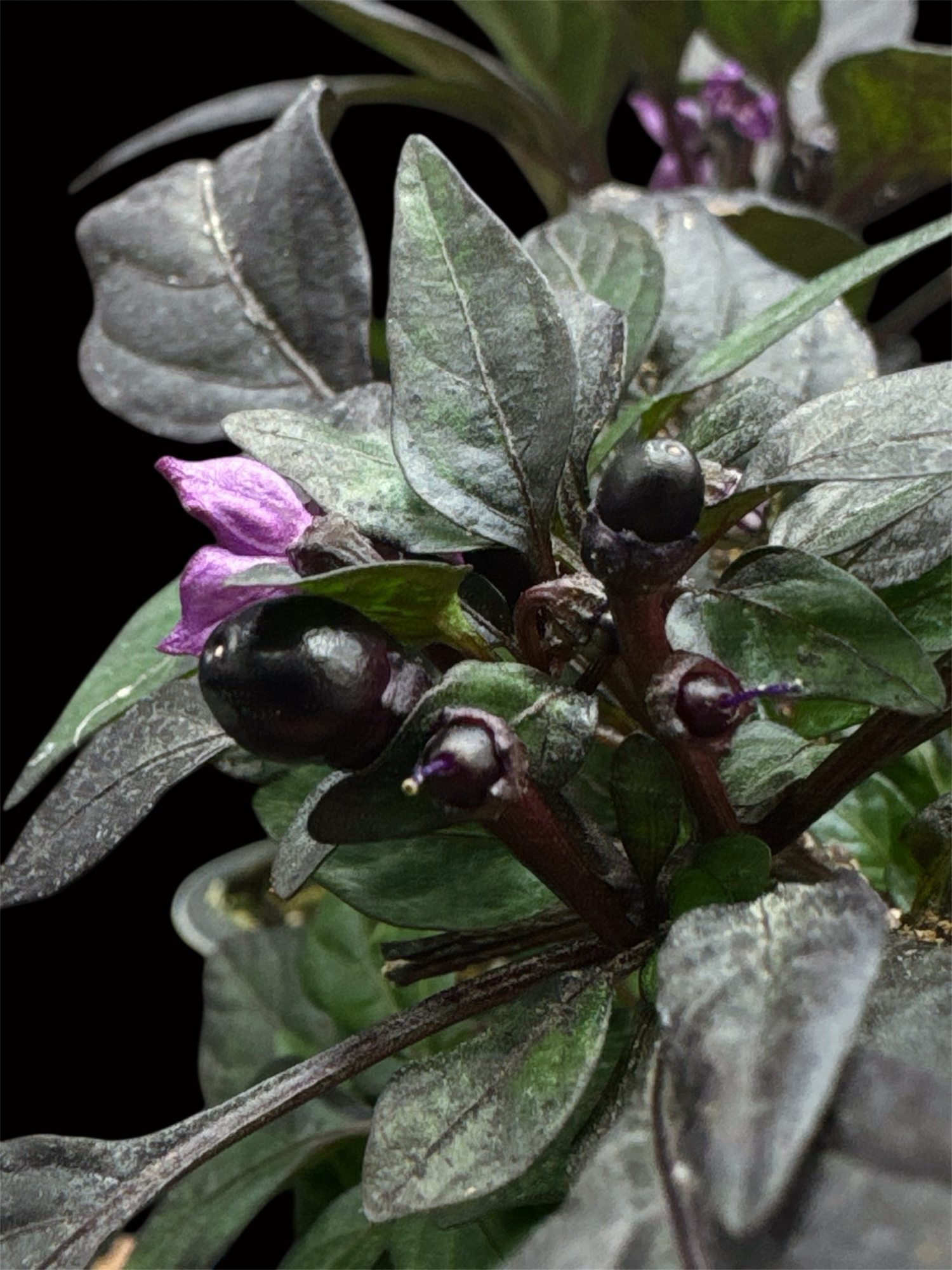 Capsicum annuum "Черный жемчуг"