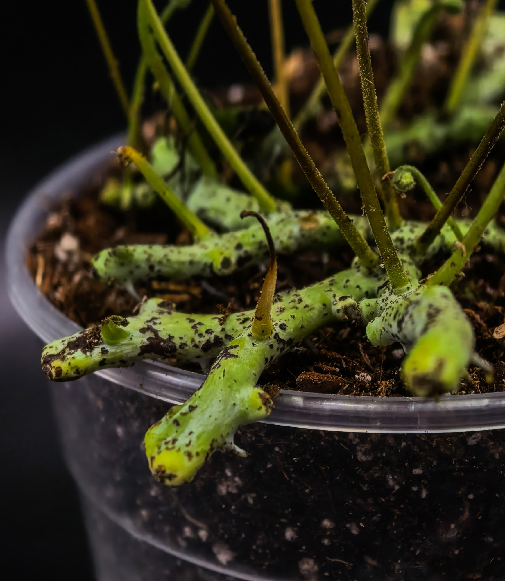 Polypodium formosanum L