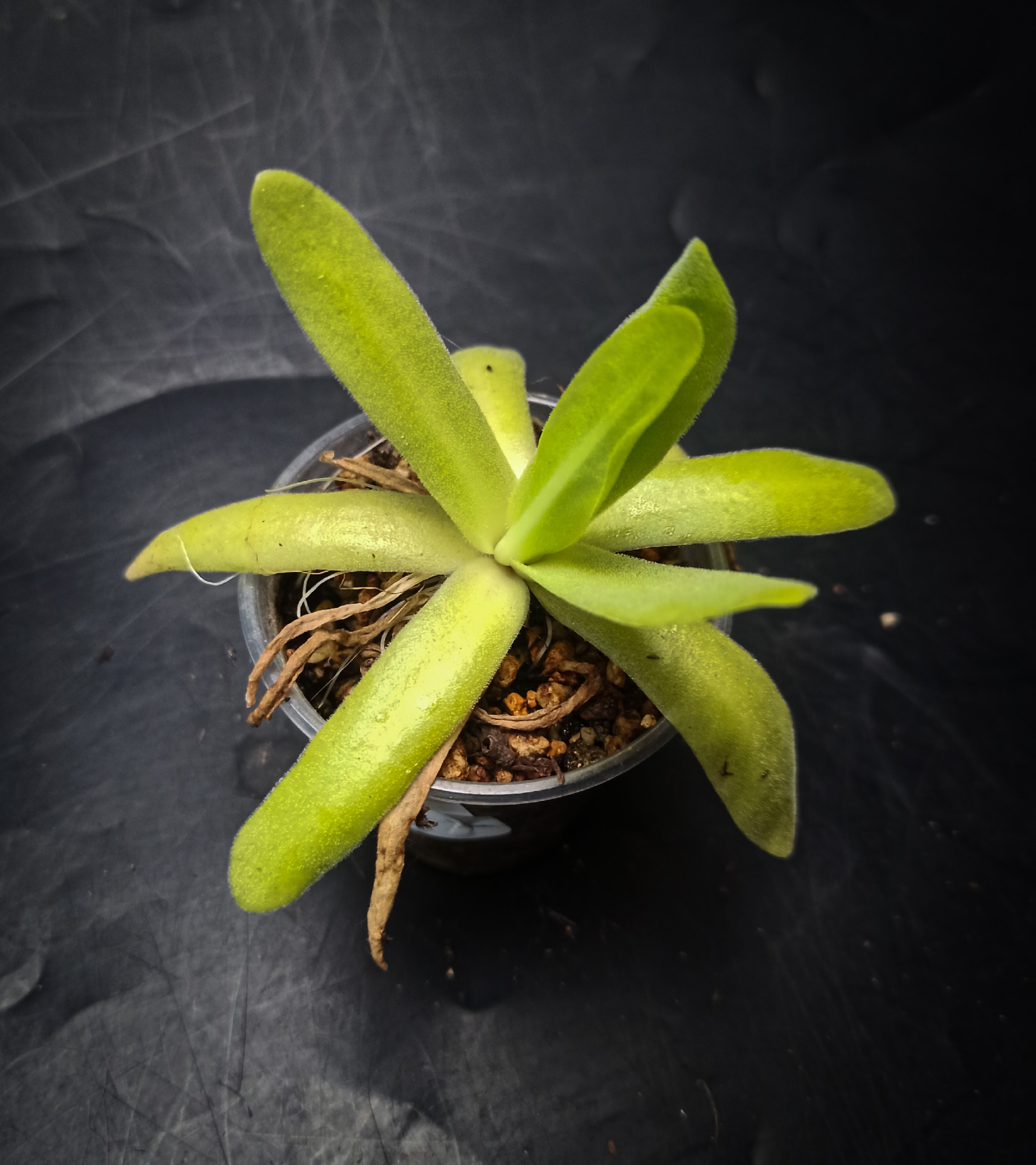 Pinguicula ‘Aphrodite’